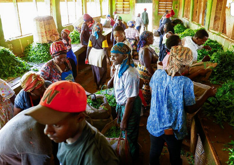 addisstandard's tweet image. Shipping disruptions strand 8 million kg of #Kenyan tea in #Mombasa as #US-#Israel war with #Iran hits exports

Disruptions to global shipping routes linked to the ongoing war between the United States, Israel, and Iran have left nearly eight million kilograms of tea stranded in