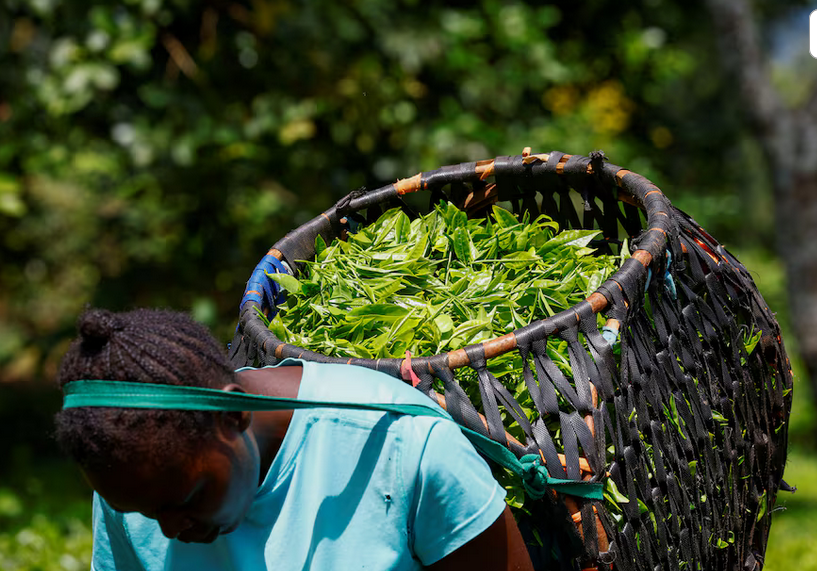 addisstandard's tweet image. Shipping disruptions strand 8 million kg of #Kenyan tea in #Mombasa as #US-#Israel war with #Iran hits exports

Disruptions to global shipping routes linked to the ongoing war between the United States, Israel, and Iran have left nearly eight million kilograms of tea stranded in