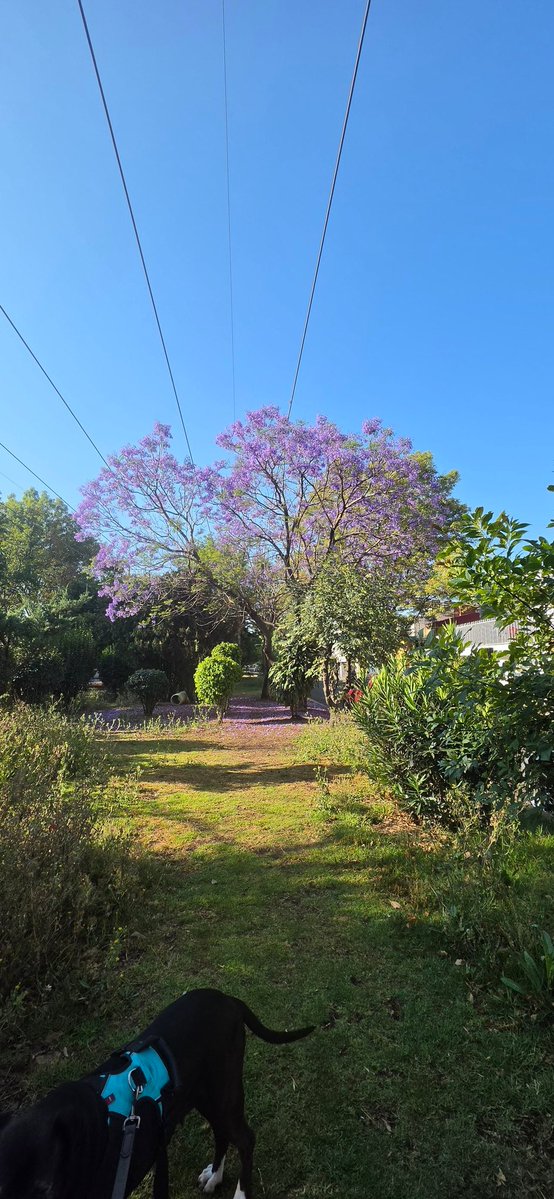 Os Moreno tweet media