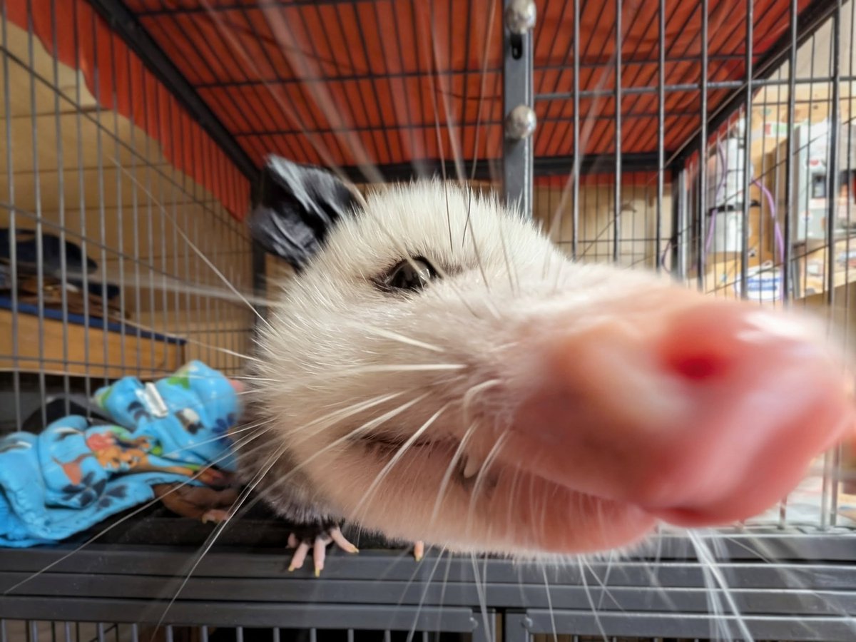 Ciro Ciruja 🟨⬛ tweet media