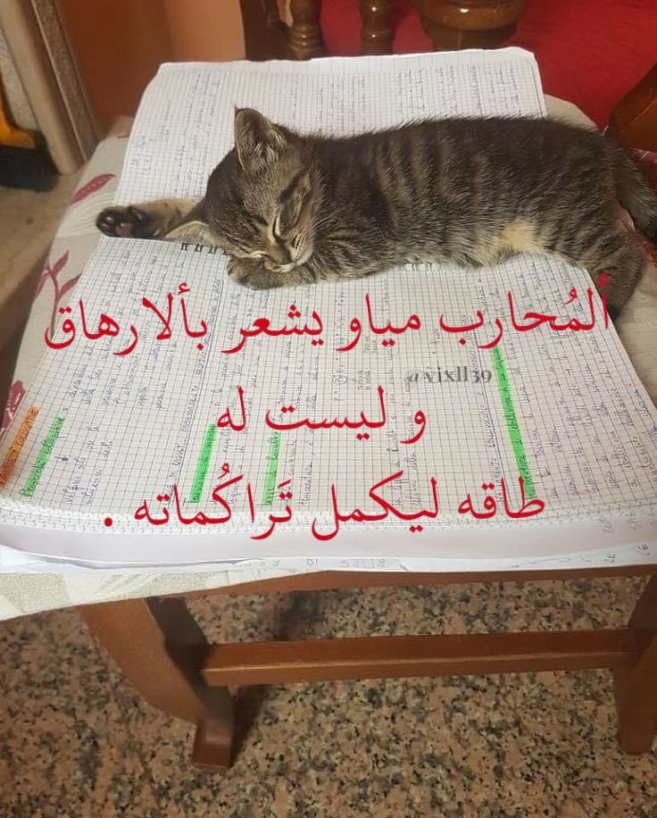 عغعغع tweet media