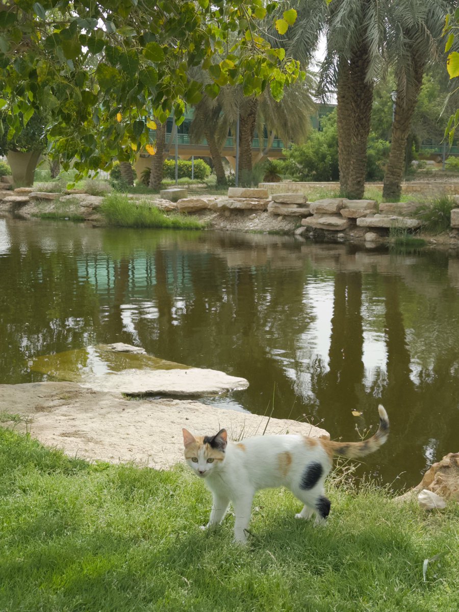 Farah Alharbi tweet media