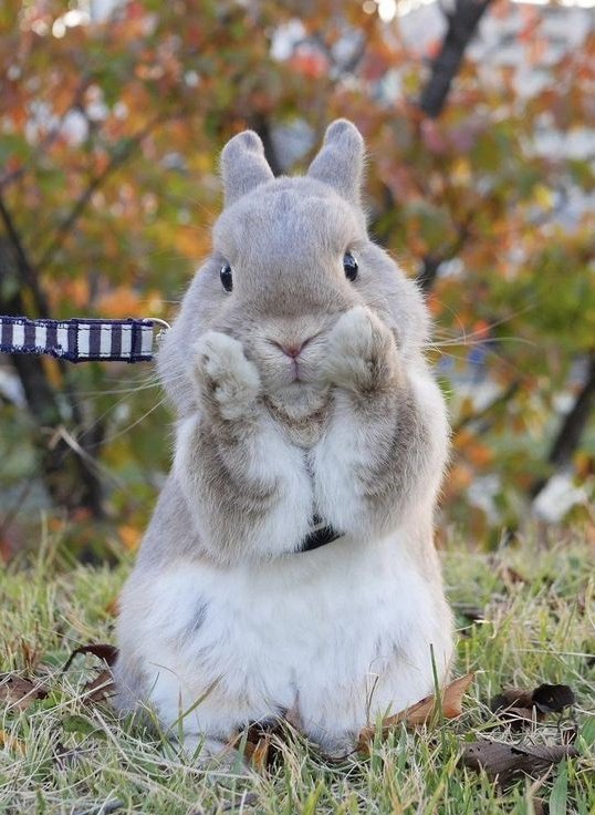 seungmin as bunnies tweet media