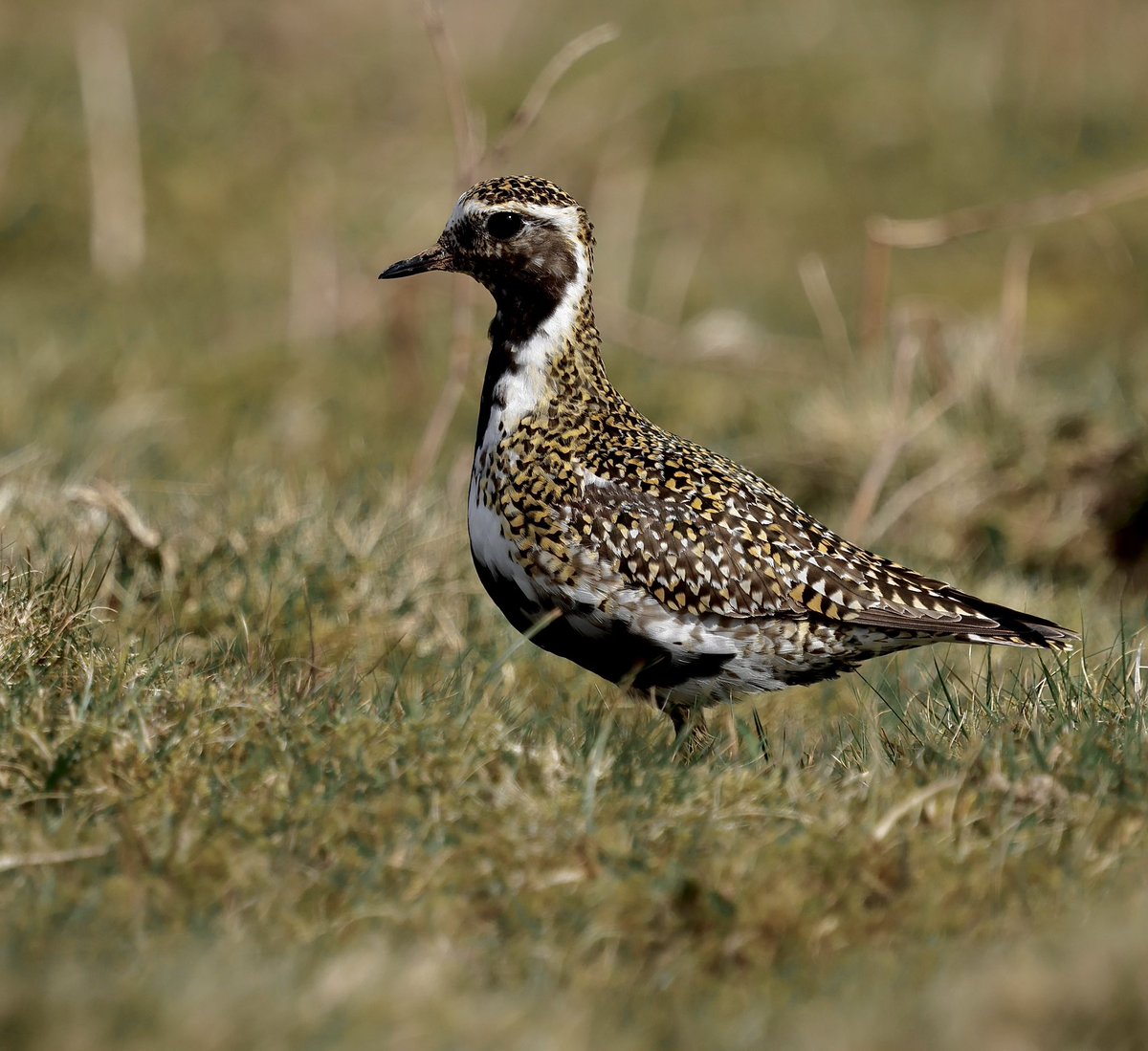 stevesando1's tweet image. A few Golden plover still on Bodmin moor yesterday. This male the smartest of the bunch.
#birds #birding
