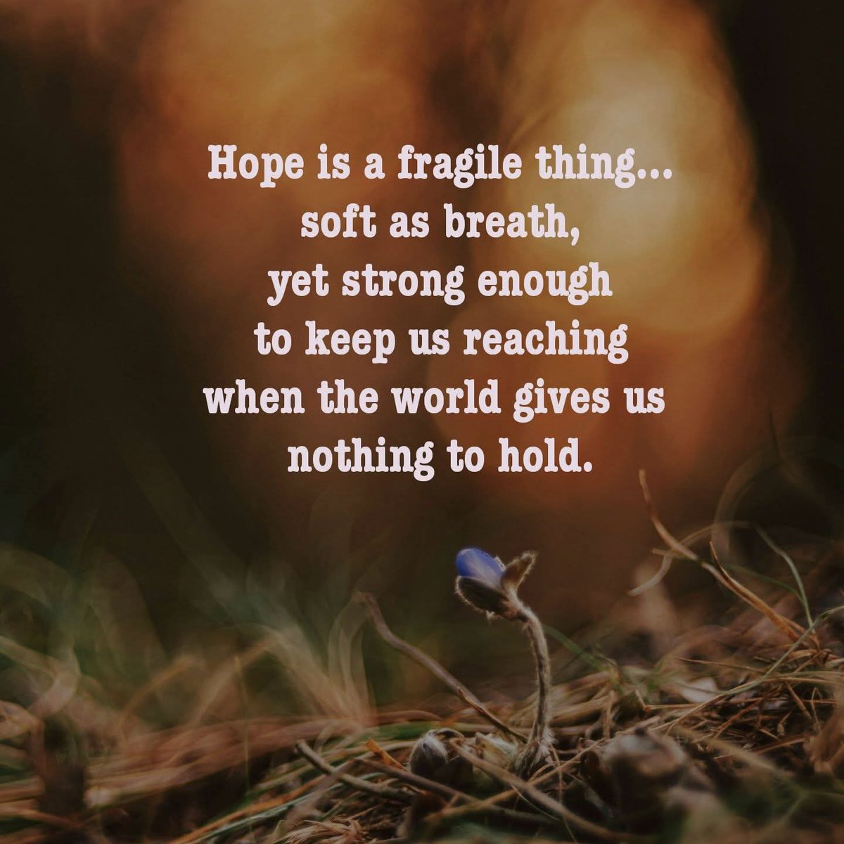 AWillbrandt1047's tweet image. Hope is a quiet strength that keeps us standing. ✨🌿🕊️ #Hope #QuietStrength #quotes