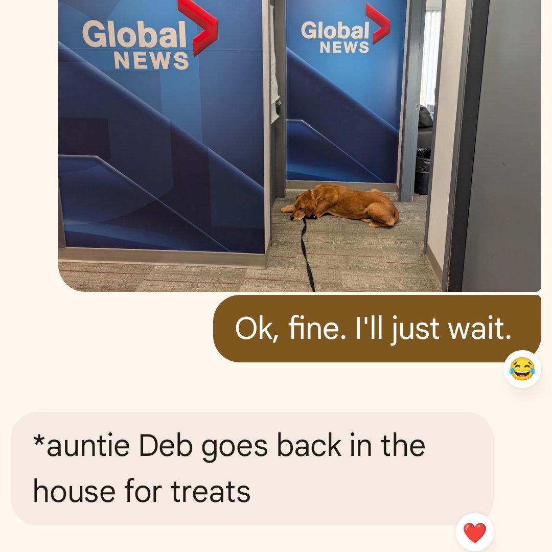 SarahRyanYEG's tweet photo. A love story - between my dog and my boss @GlobalEdmonton #yegdogs #officedogs https://t.co/xrJPaOkucZ