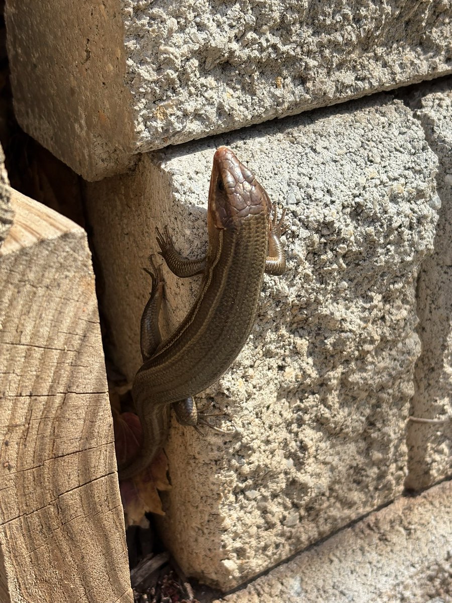 willby x tweet media