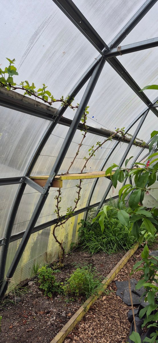 Togher Community Garden tweet media