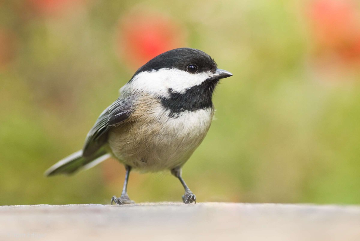 VinkaJackson tweet media