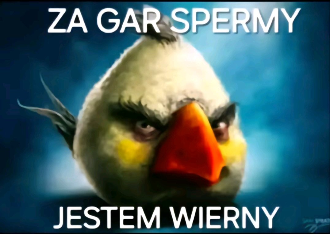 🇳🇮Rzep(cak) 3013cm #SzacunDlaGurgula tweet media