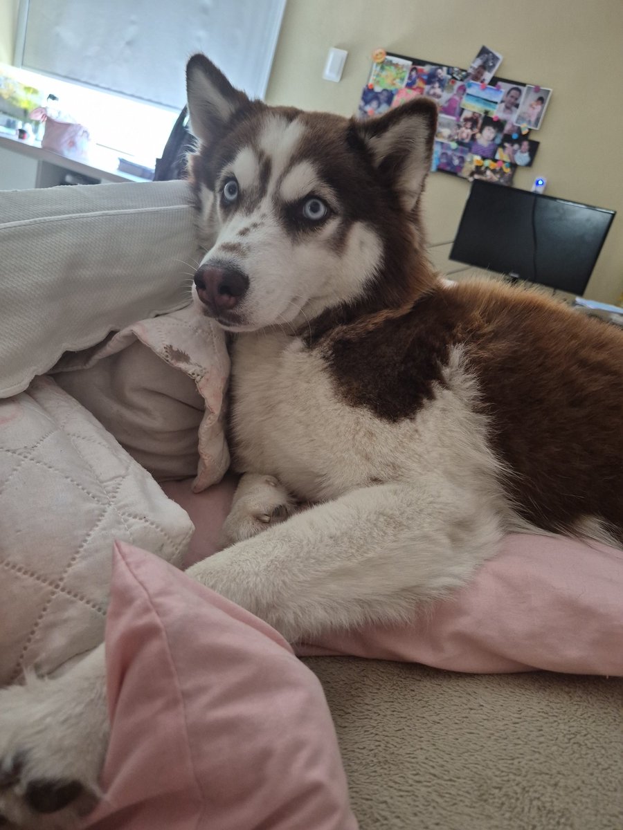 🧁 bela?! tweet media