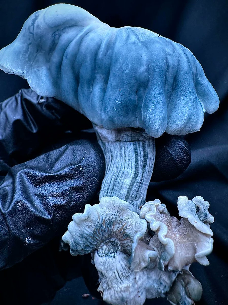 Taylor Sterling tweet media