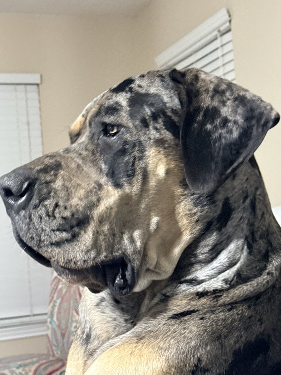 Hoss The Love Dane tweet media