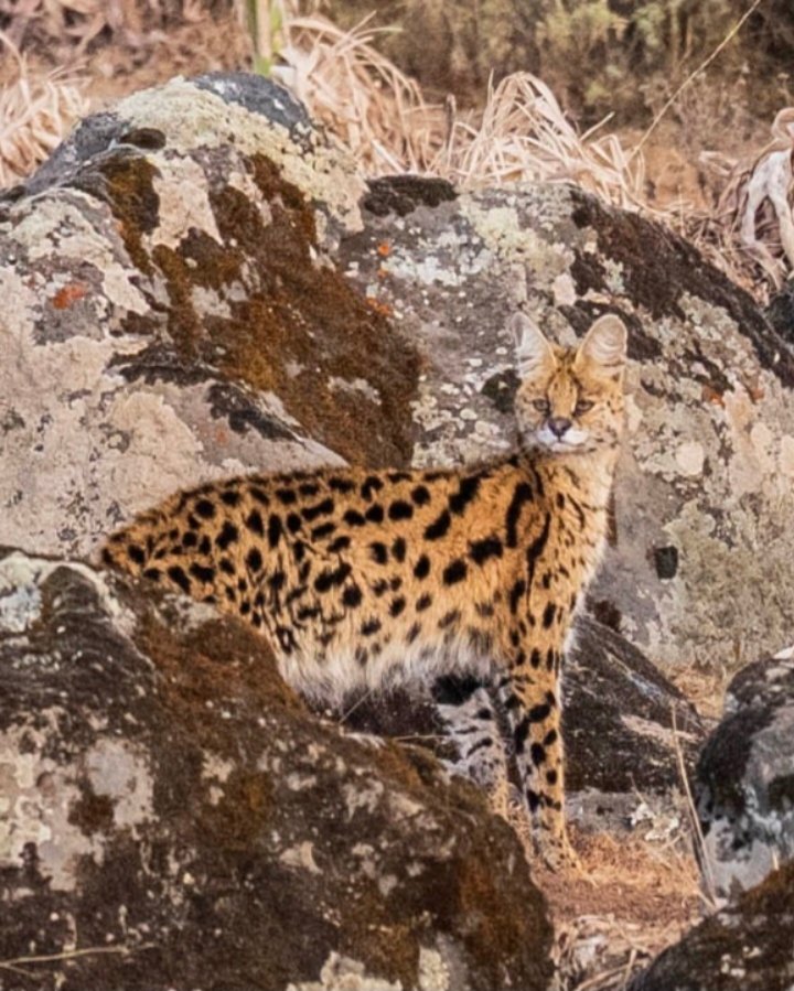 Abdi Samune tweet media