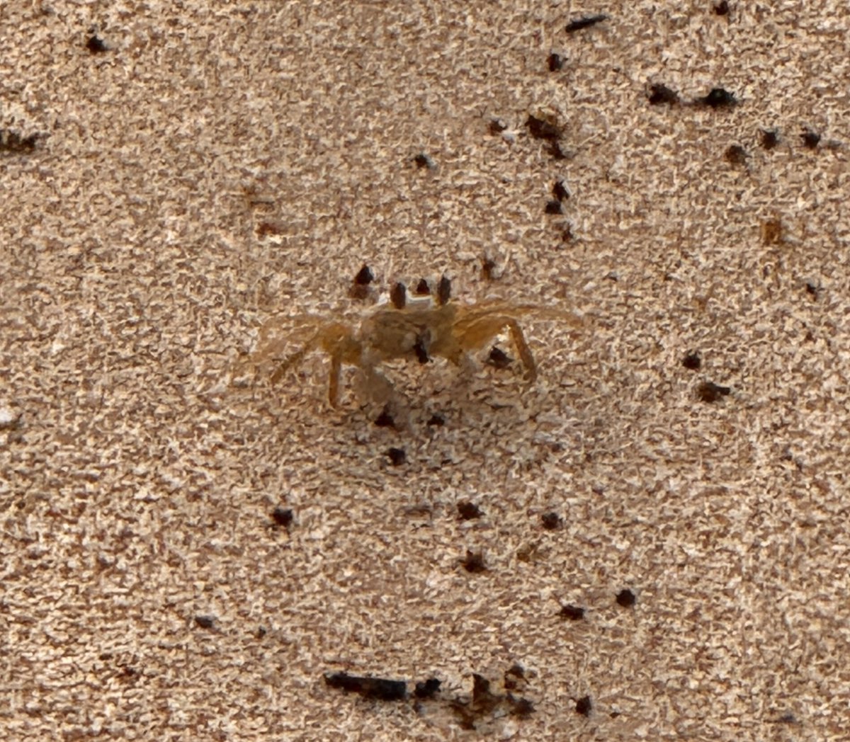 Paul Arthurs. tweet media