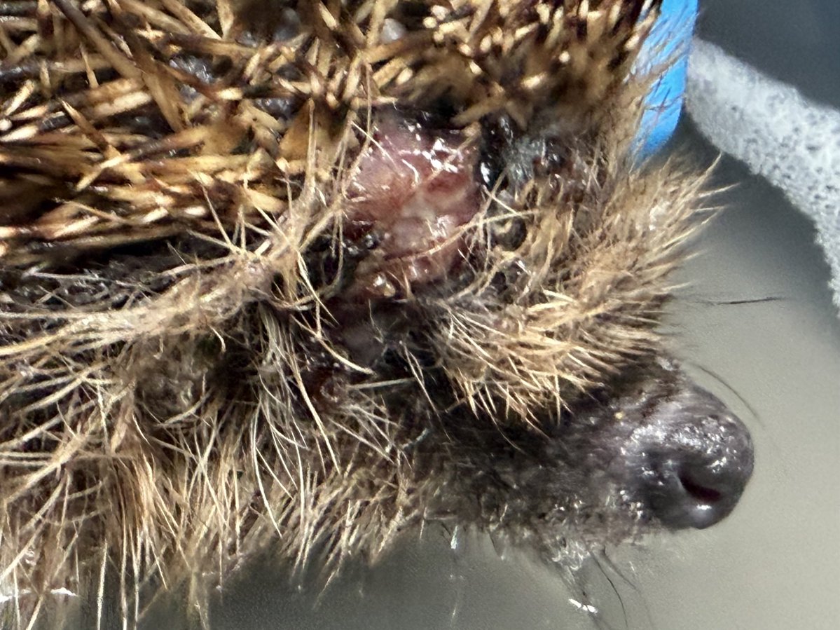 Prickle Lodge - Hedgehog Rescue tweet media