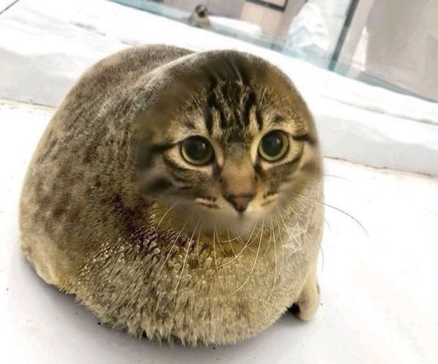 ilkbahar⋆⭒˚.⋆( ´ ▽ ` ) tweet media