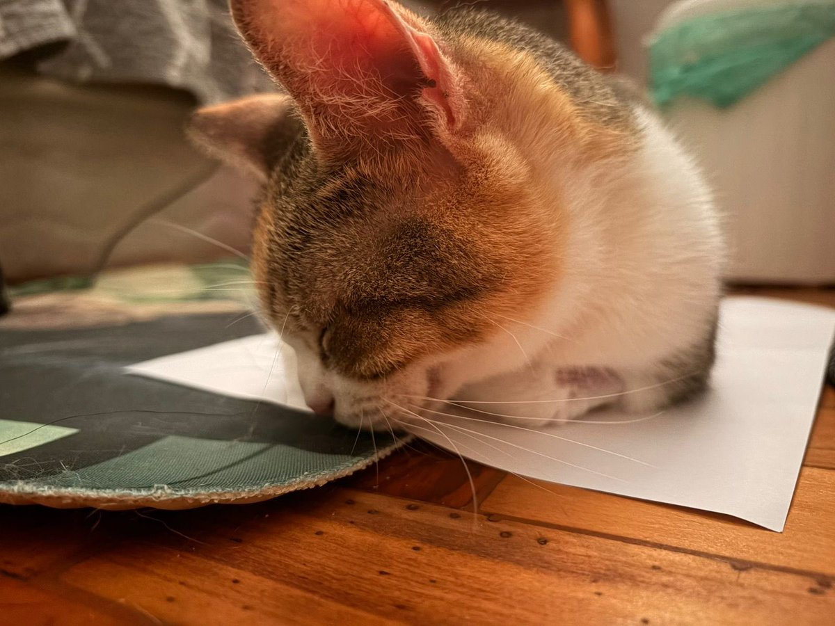 giuzinha tweet media