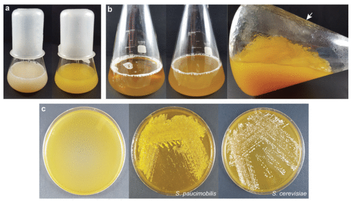 Corey Howe tweet media