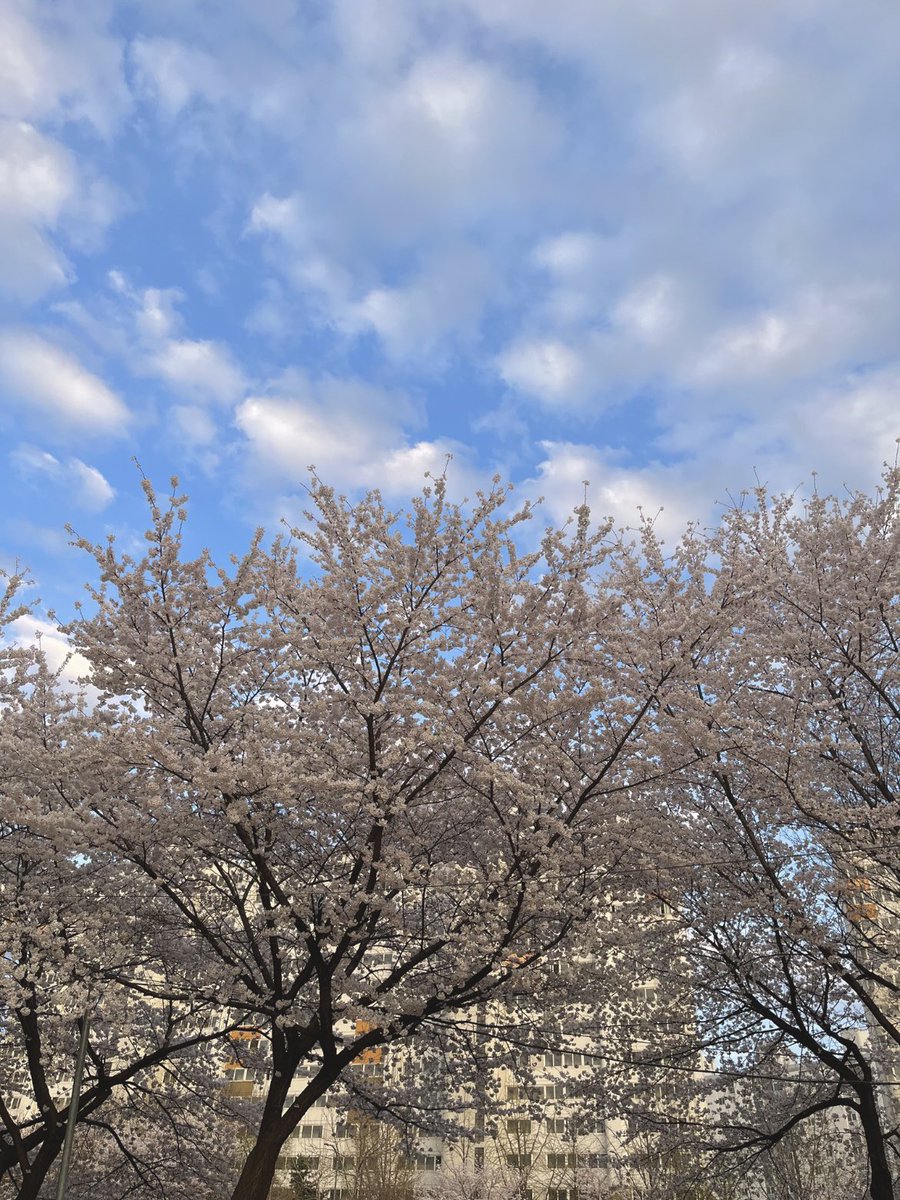 greening_day's tweet photo. 작가님 아직 안주무시는거 같아서😶
벚꽃구경 못하셨다길래 어제 제가 구경하고 찍었던 벚꽃 공유해요🌸
@greeeneer https://t.co/y0XEMBRLO7