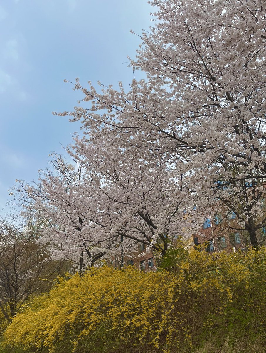 greening_day's tweet photo. 작가님 아직 안주무시는거 같아서😶
벚꽃구경 못하셨다길래 어제 제가 구경하고 찍었던 벚꽃 공유해요🌸
@greeeneer https://t.co/y0XEMBRLO7