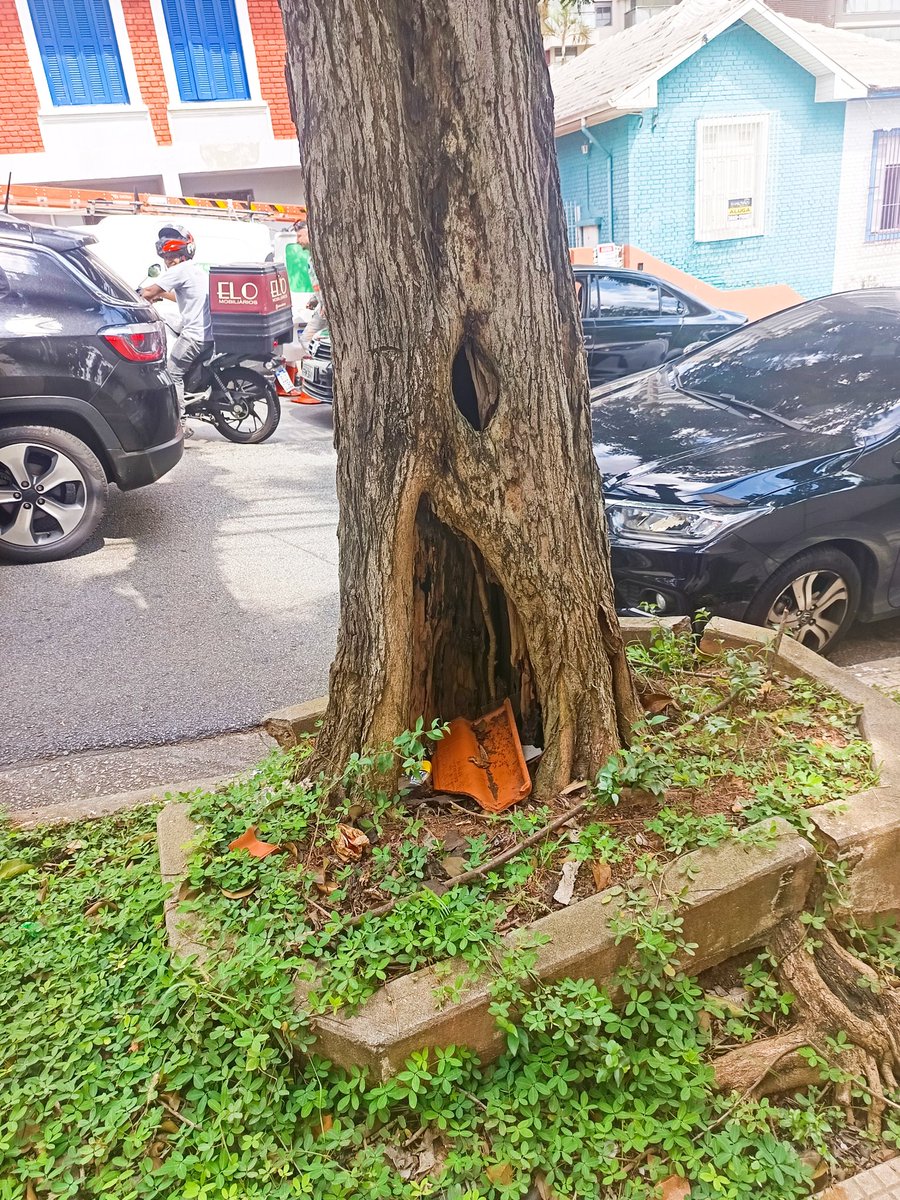 ofrangiosi's tweet photo. Alguém imagina o que irá acontecer se chover ou ventar? Alô @prefsp e @EnelClientesBR resolvam de quem é a responsabilidade, só não nos deixem com o ônus da iminente queda da árvore. https://t.co/VenB1FQGez