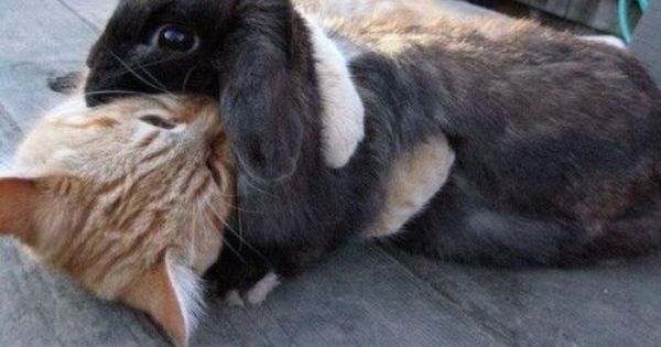 thepopularanimals tweet media