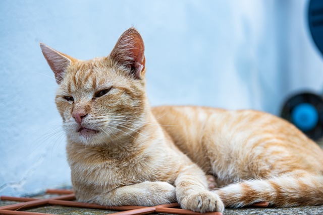 Kari Mannillo tweet media