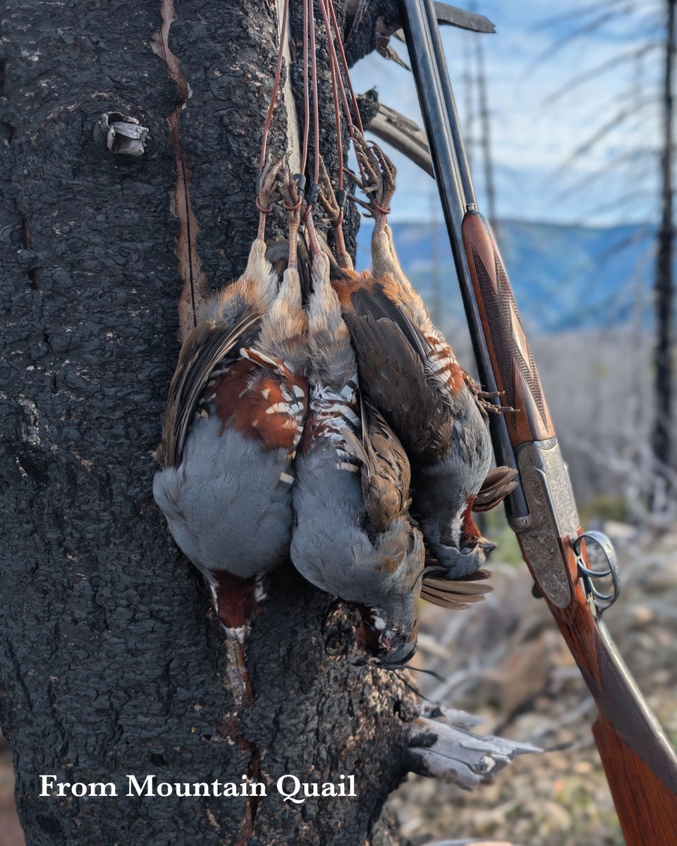 Pheasants Forever tweet media