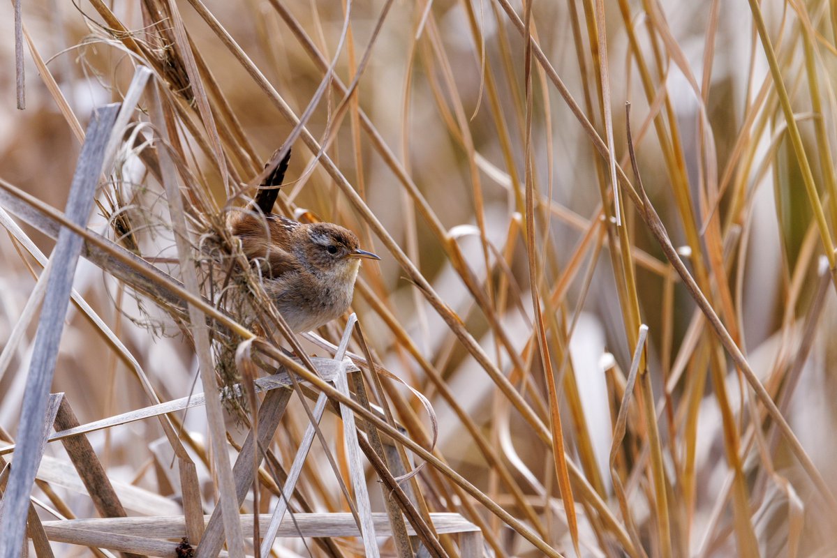 Cee 🎄 tweet media