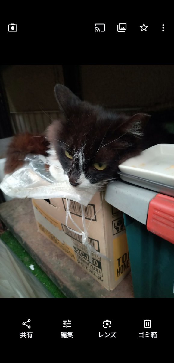 だげじー👷🌻💘　直ぐにポスト出来なくなるがなぁ😮‍💨いいねはしていくのでスンマソン🙇 tweet media