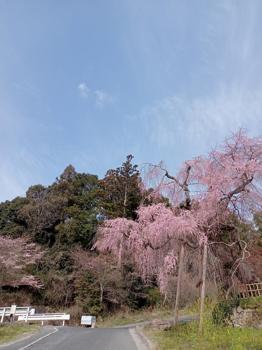 だげじー👷🌻💘　直ぐにポスト出来なくなるがなぁ😮‍💨いいねはしていくのでスンマソン🙇 tweet media