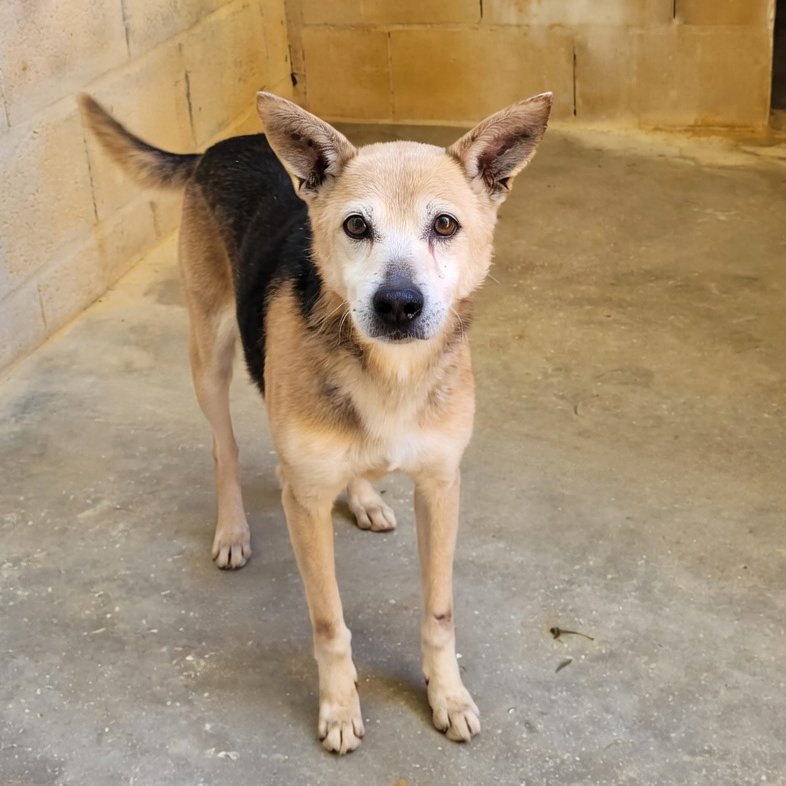 SOS Abuelos tweet media