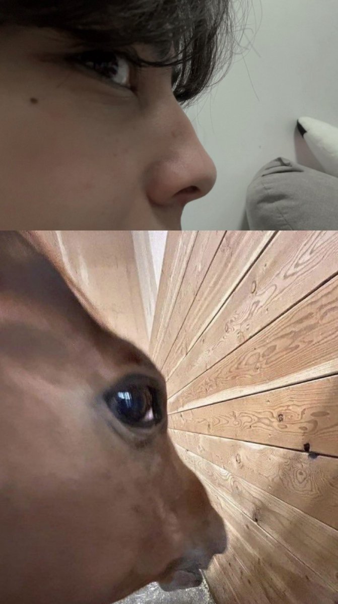 Haruki ᓀ‸ᓂ tweet media