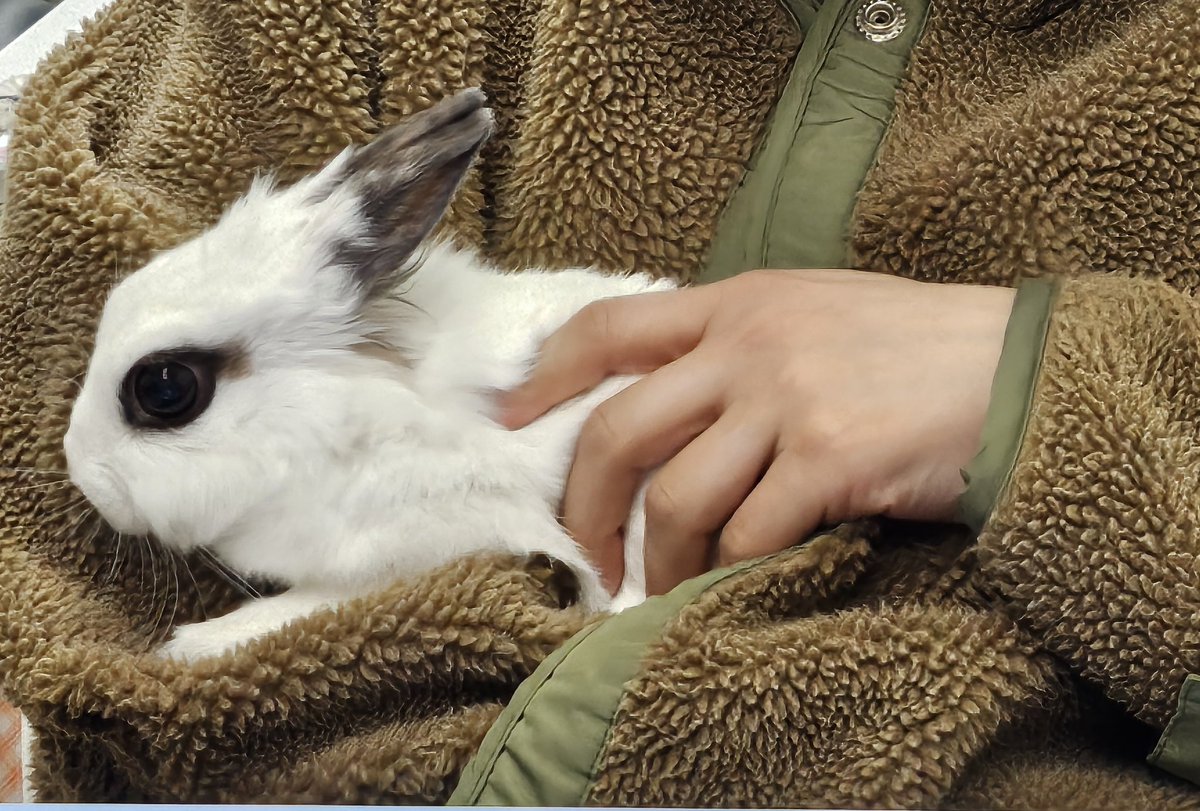 토끼 MingMing tweet media