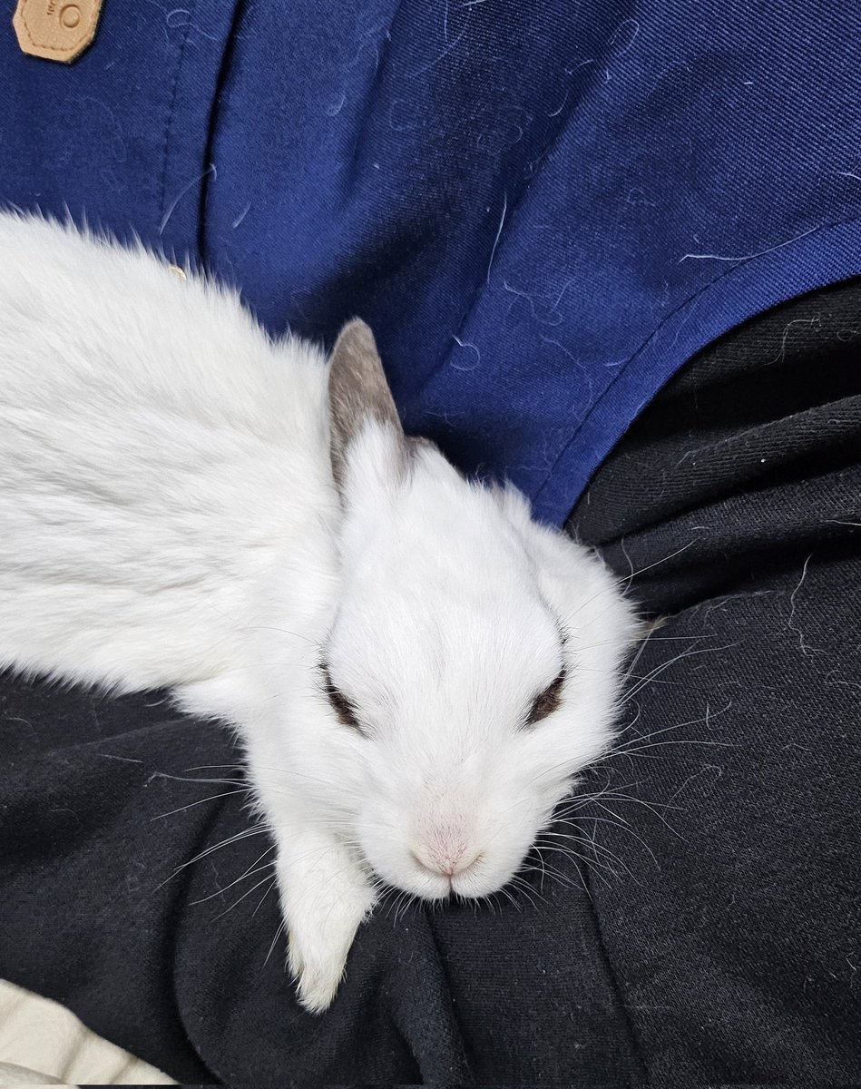 토끼 MingMing tweet media