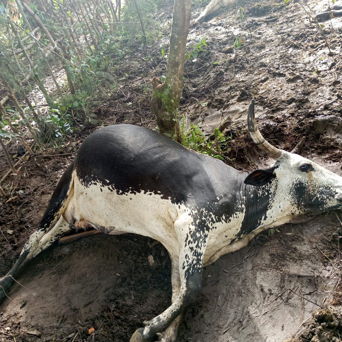 Albert Rudatsimburwa 🇷🇼 tweet media