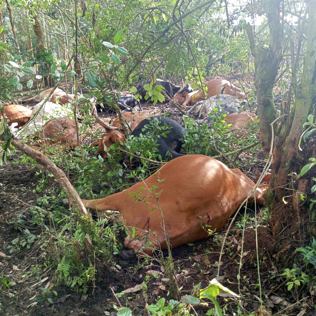 Albert Rudatsimburwa 🇷🇼 tweet media