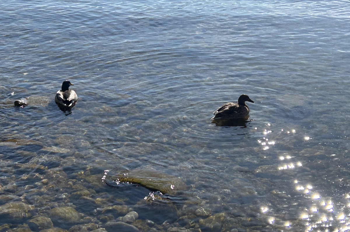 ブルー tweet media