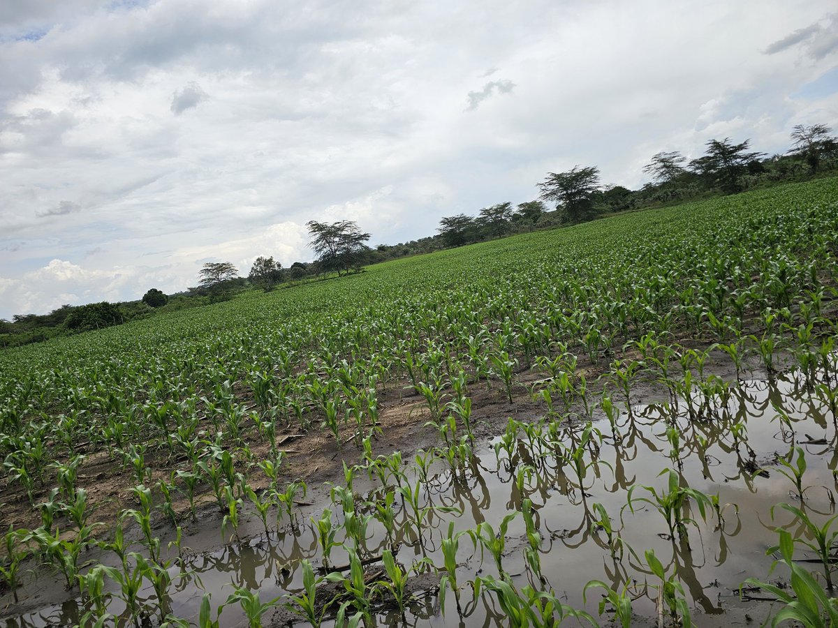 Kipchumba Gedion🇰🇪 tweet media