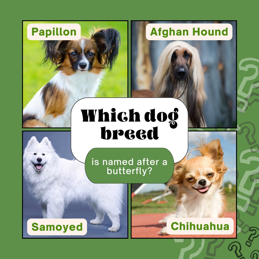 FreedomPetPass's tweet photo. Which dog breed is named after a butterfly? 🐶🦋 https://t.co/KFKuEZZkO0