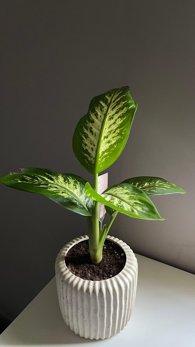 لمارينا tweet media