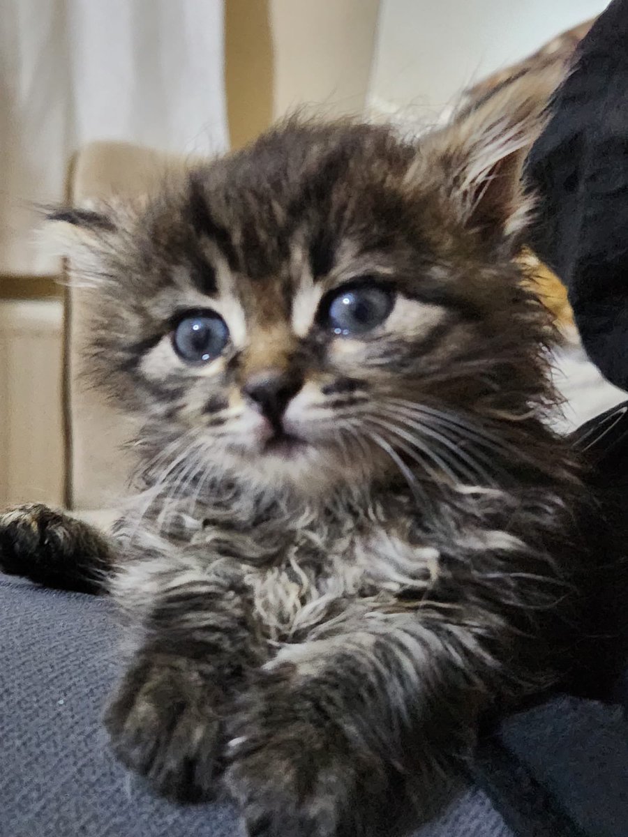 " mira 🦭🐾 #YasayıGeriÇek tweet media