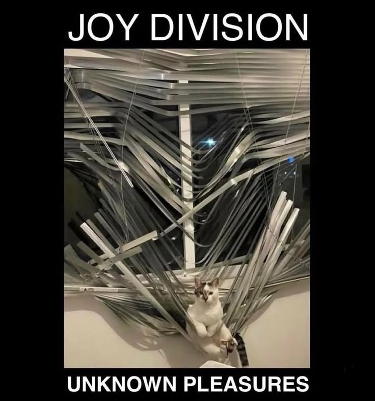 USA Reject tweet media