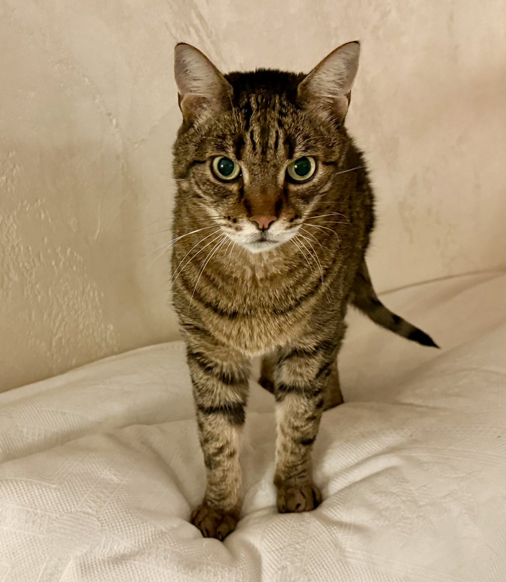 Rudi De Fanti tweet media