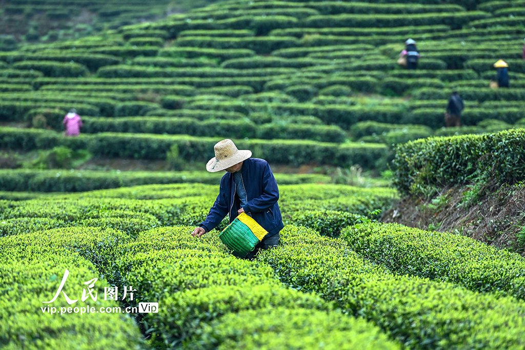 Qi Mei 亓玫 tweet media