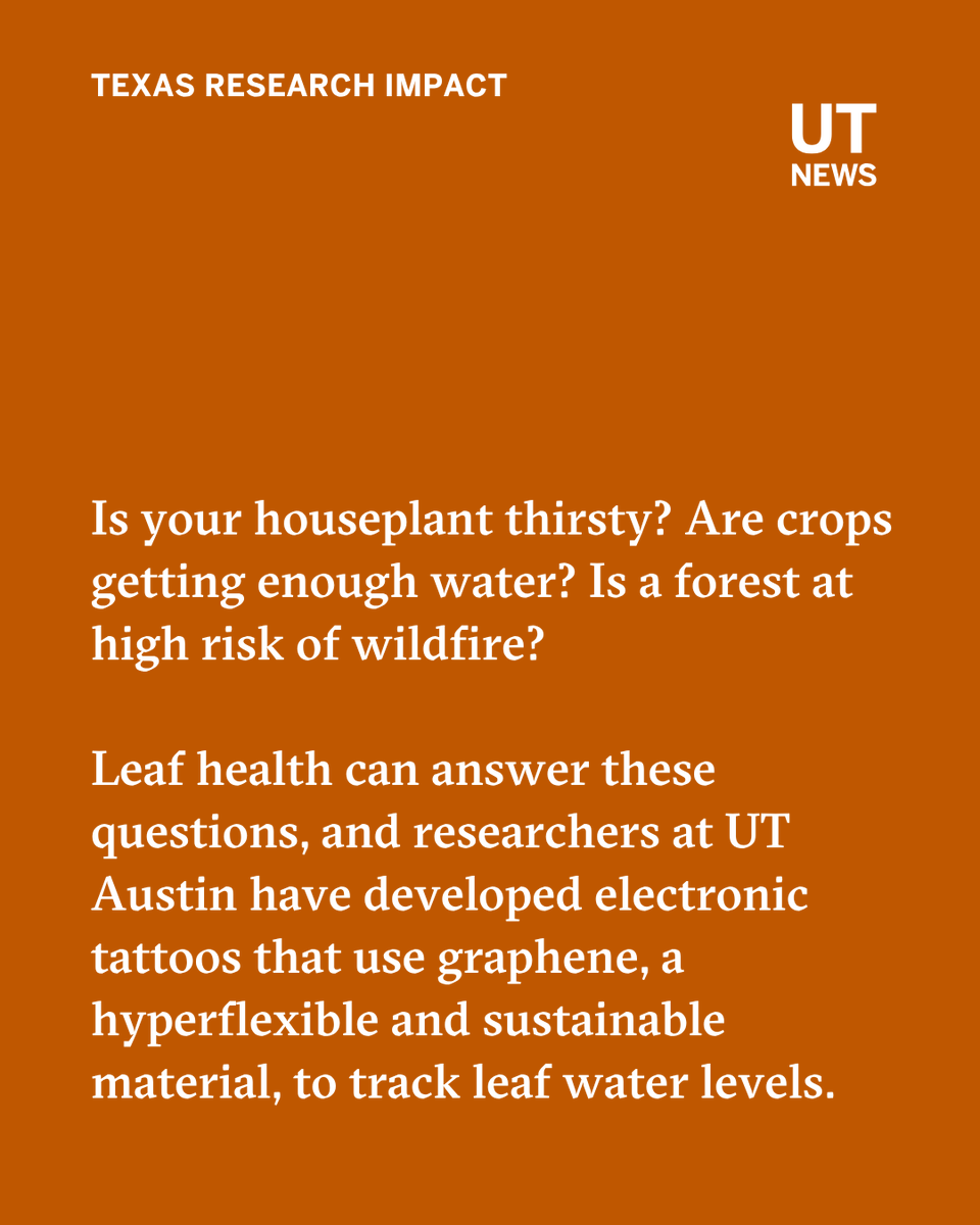 UTAustin's tweet photo. What if your plants could tell you when they are thirsty? 🌱 

Researchers at @CockrellSchool and @texasscience have created an electronic tattoo that tracks leaf hydration in real time.

The breakthrough could lead to predicting wildfires, improvements in agricultural yields and smarter water use: https://t.co/U6U4R90gRf