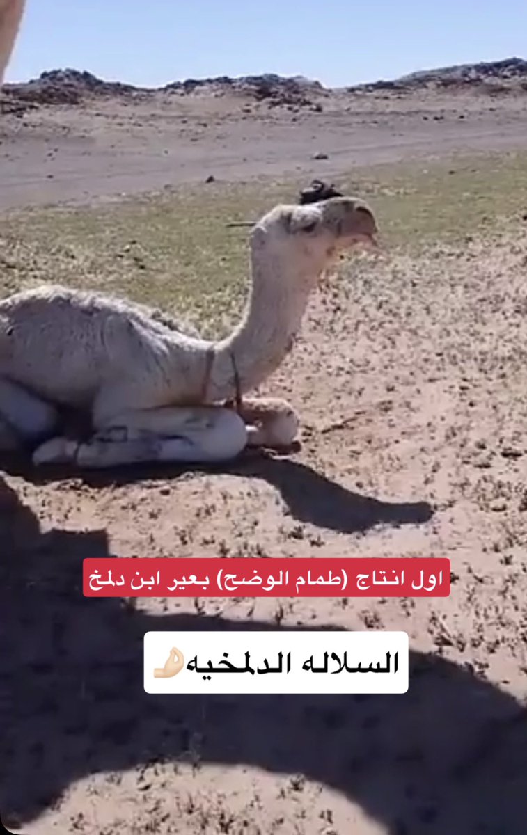الـسبيعي tweet media
