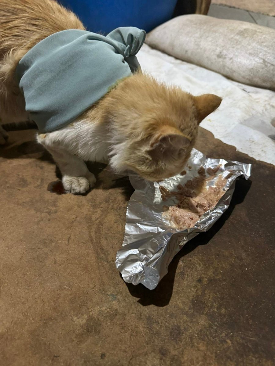 راجيٰ |𓂆 𝗥𝗮𝗷𝗶 tweet media