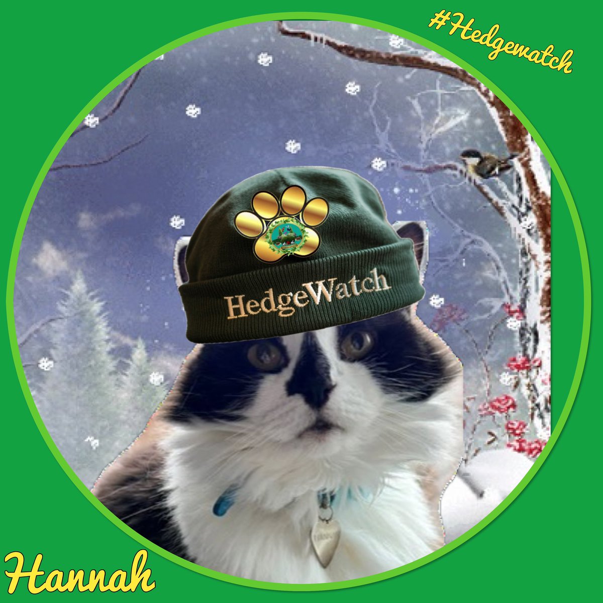 Hedgewatch tweet media